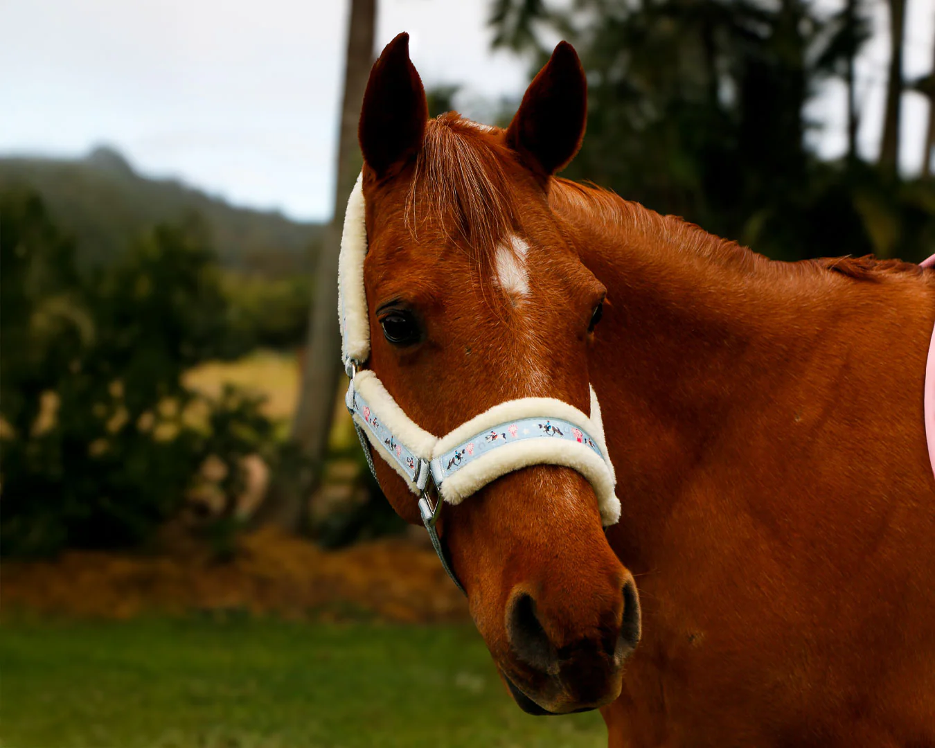Bambino Pony Print Halter & Lead Set