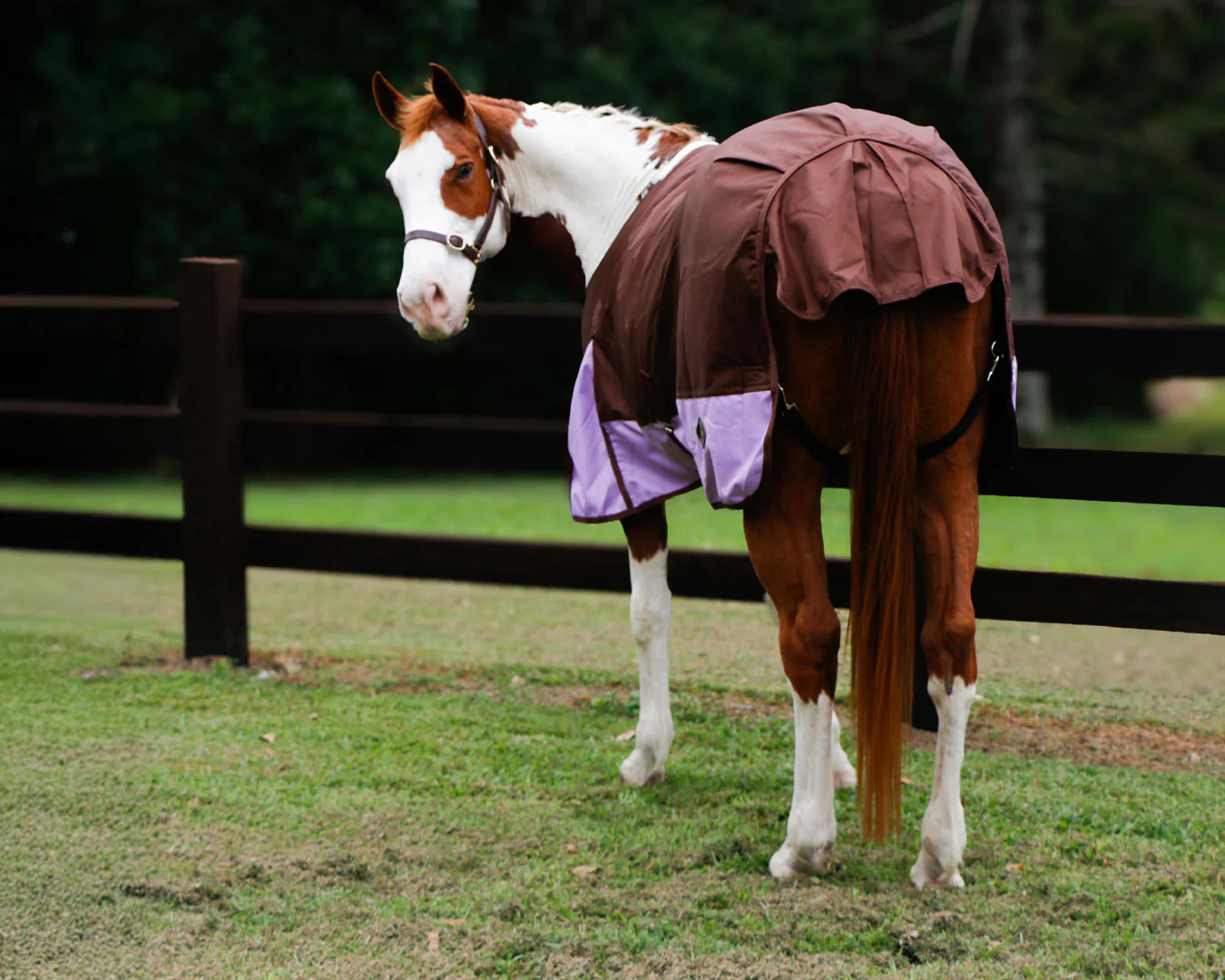 Conrad 1200D Horse Rug - Chocolate & Lilac - Image 5