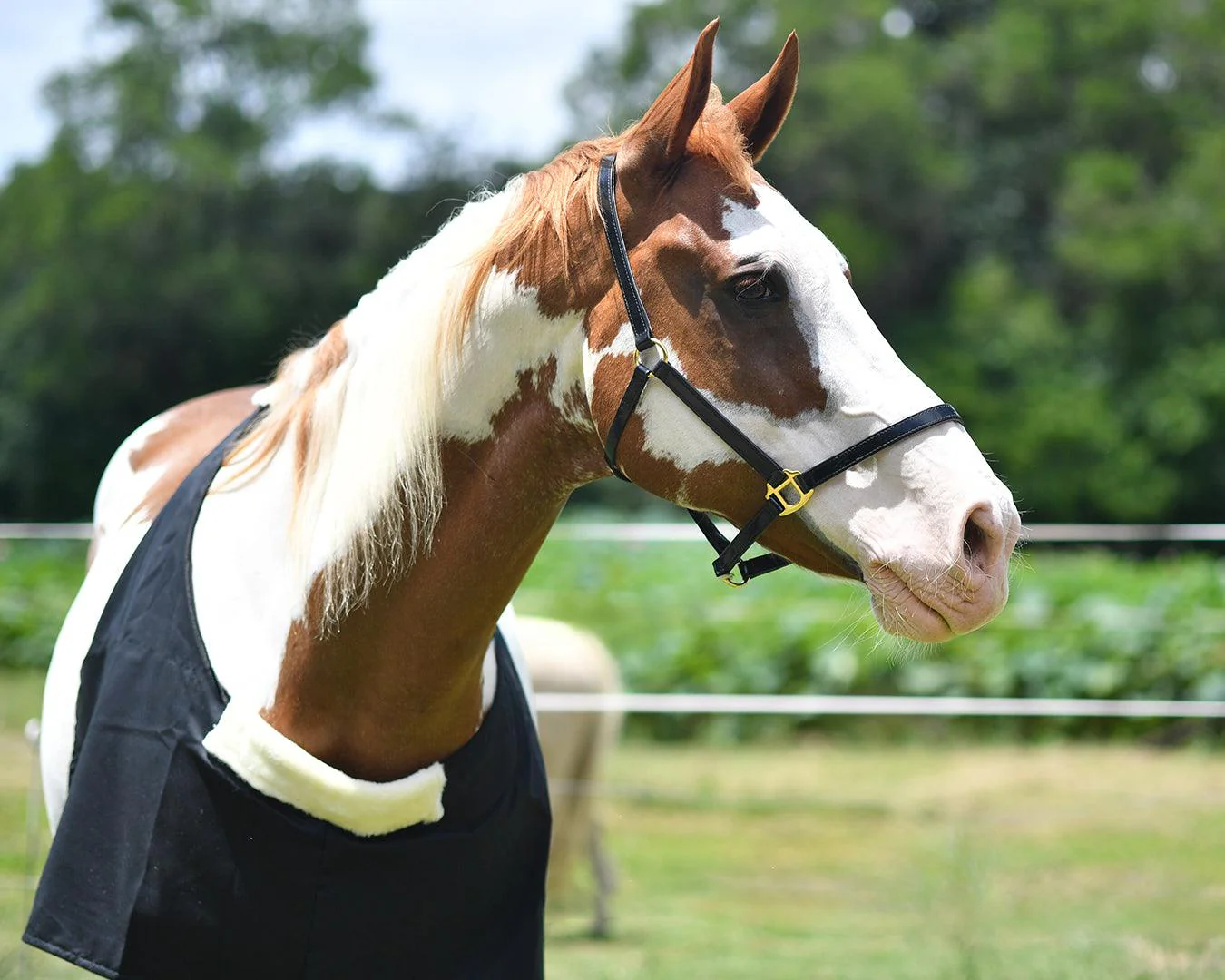 Cotton Drill Rug Bib - Image 5