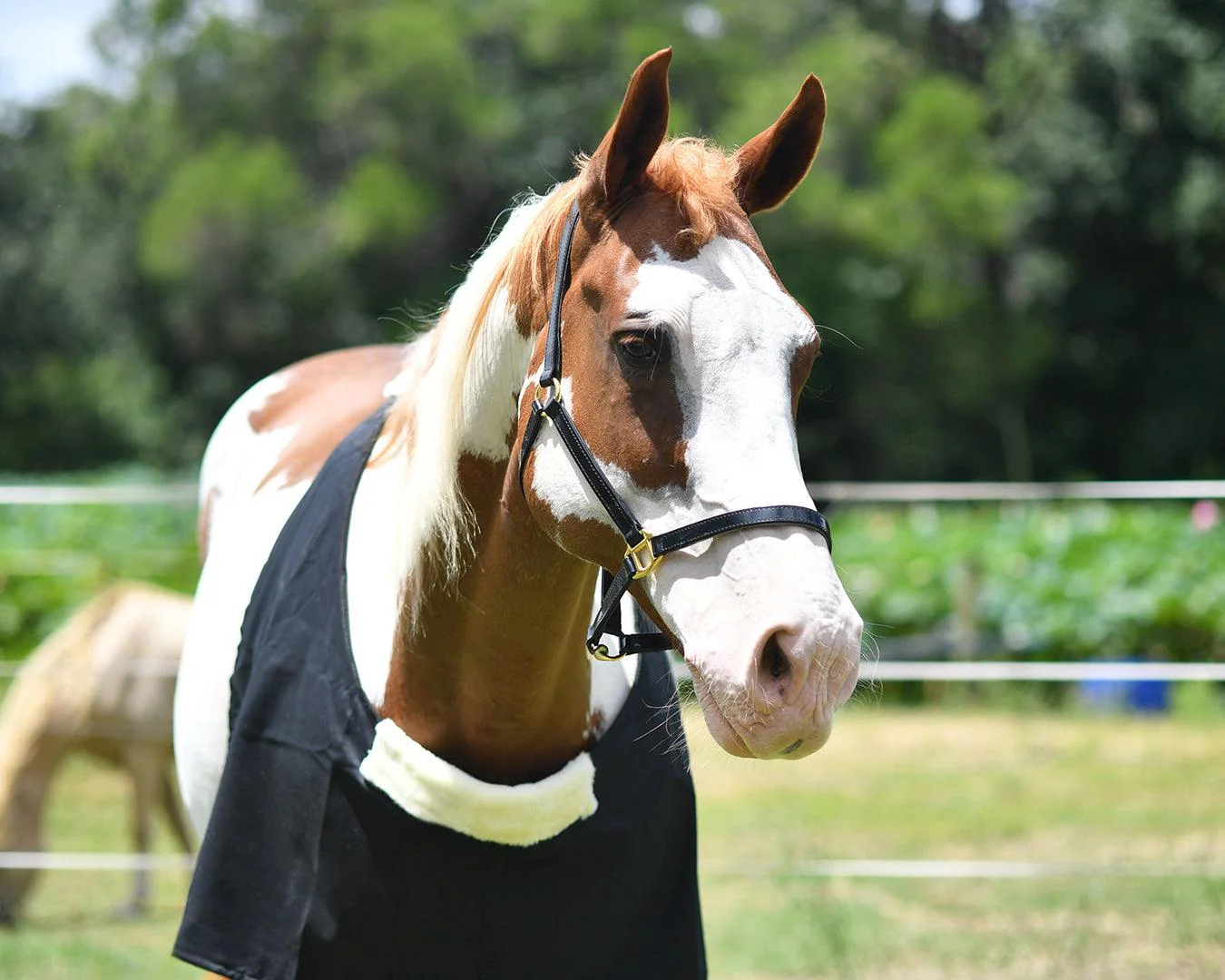 Cotton Drill Rug Bib - Image 6