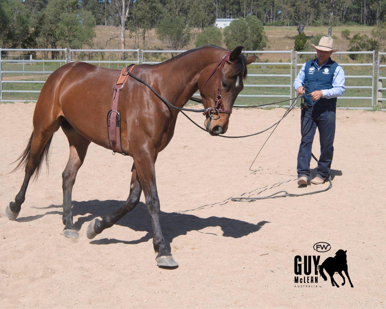 Fort Worth Guy McLean Training Surcingle - Image 2
