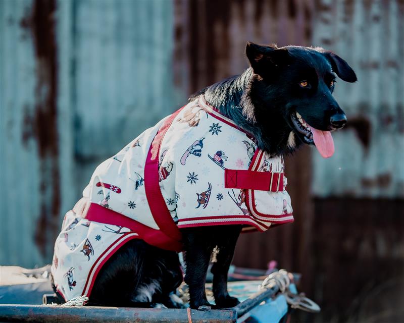 Thermo Master Supreme Dog Coat- Ski Slopes
