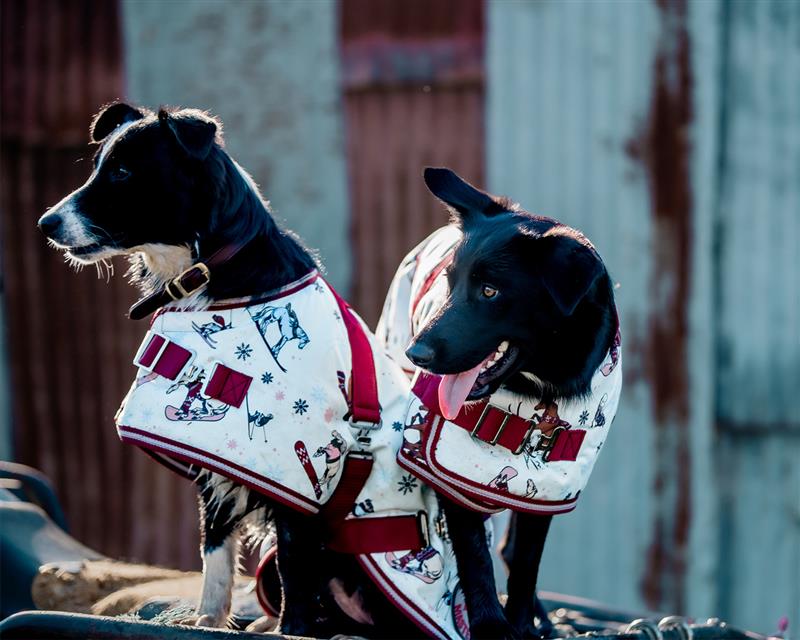 Thermo Master Supreme Dog Coat- Ski Slopes - Image 3