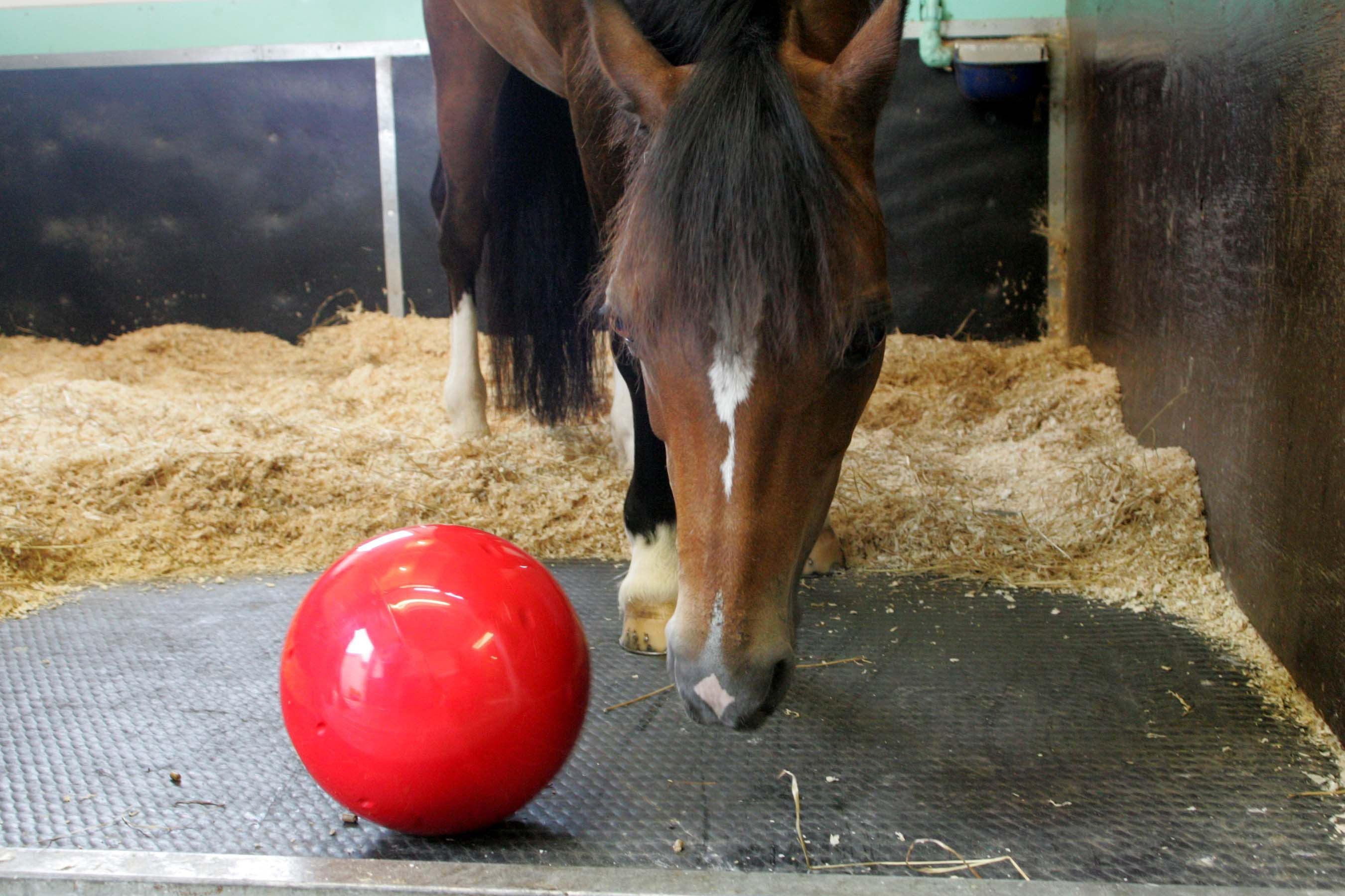 Likit Snak-a-Ball - Image 2