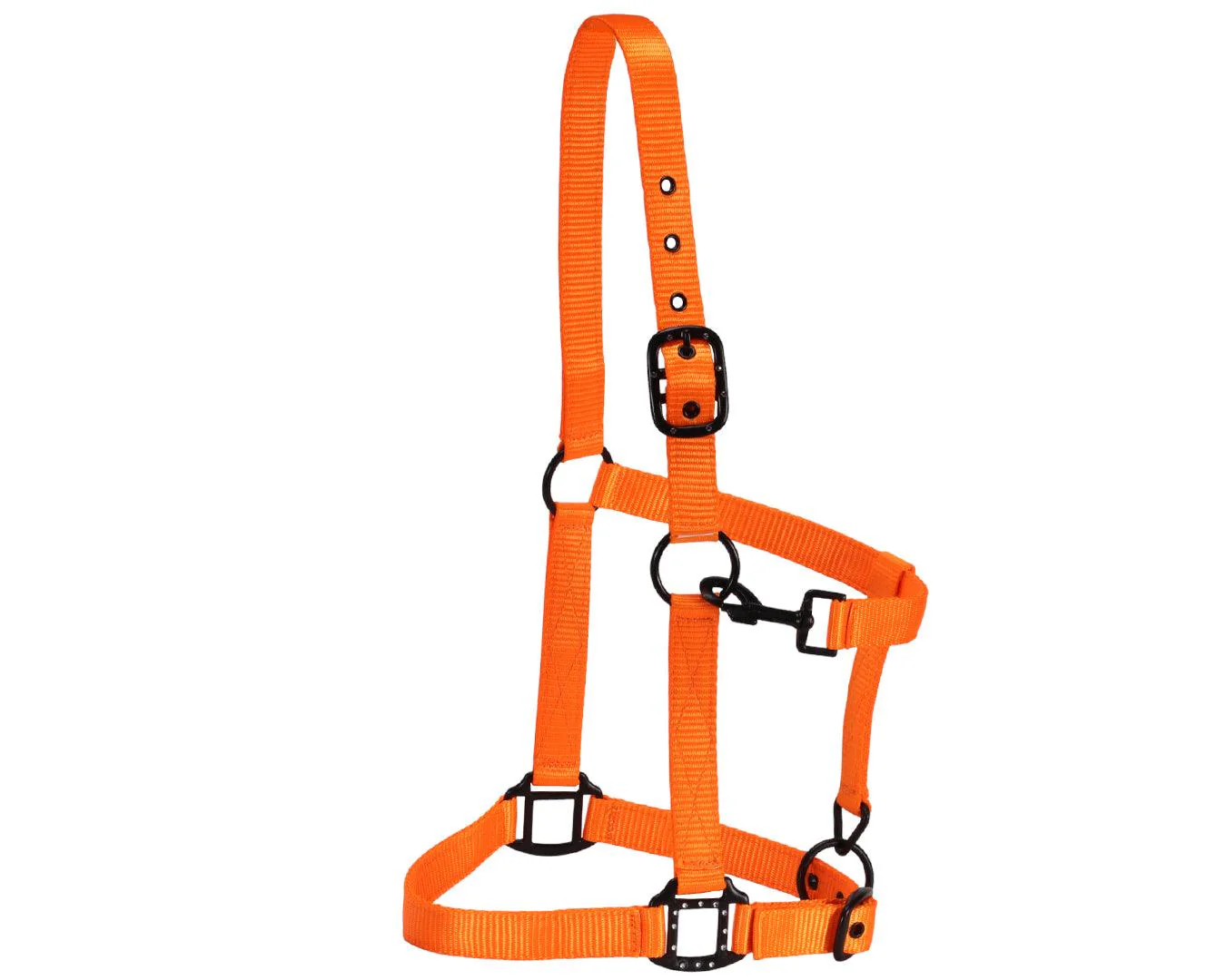 Rancher Halter w/Black Detail - Image 16