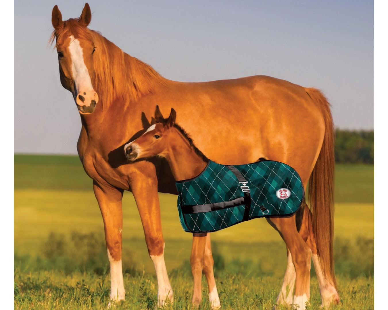 Thermo Master 600D 200G Fill Growing Foal Rug - Image 3