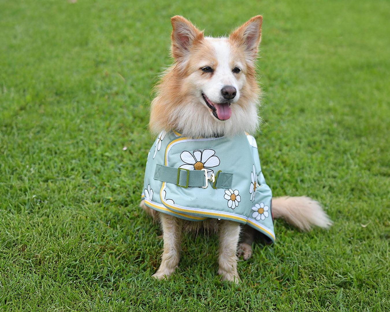 Thermo Master Supreme Dog Coat - Olive Daisies - Image 4