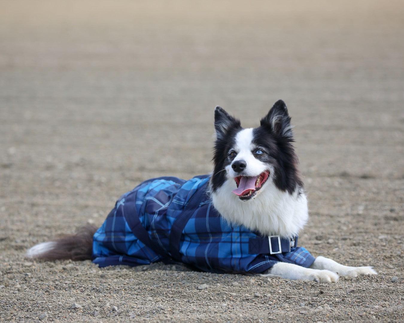 Thermo Master Supreme Dog Coat - Blue Tartan - Image 3