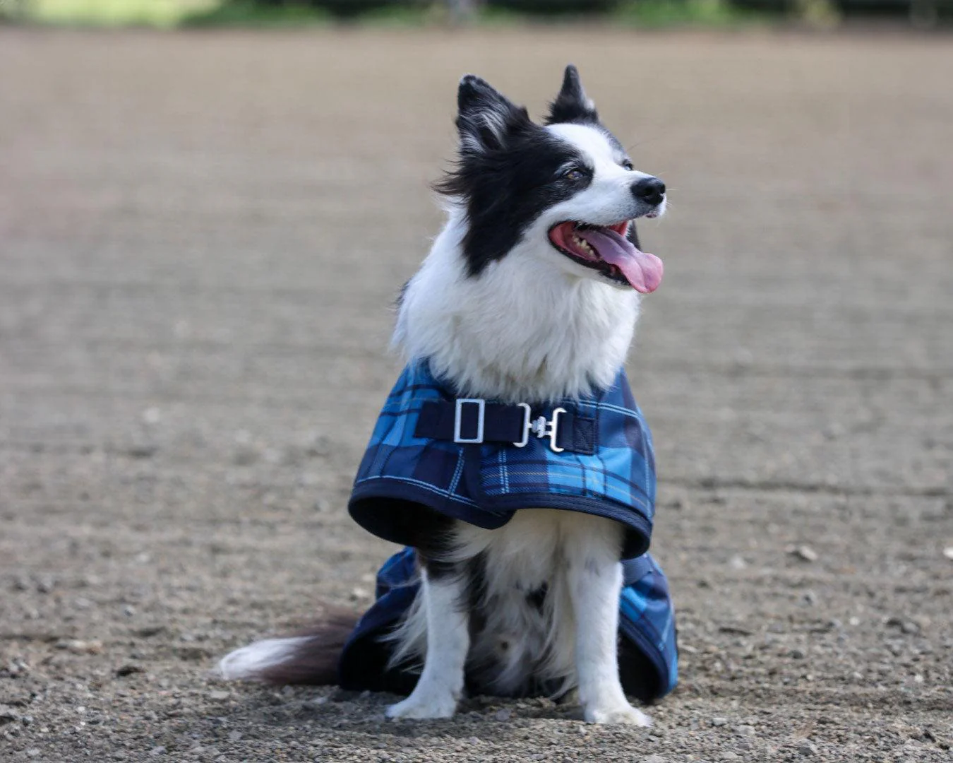 Thermo Master Supreme Dog Coat - Blue Tartan - Image 4