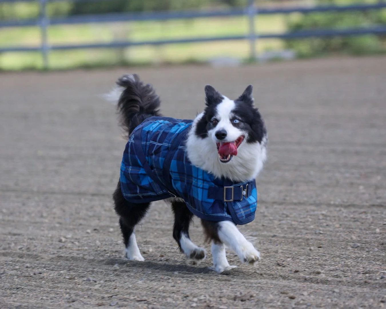 Thermo Master Supreme Dog Coat - Blue Tartan - Image 5