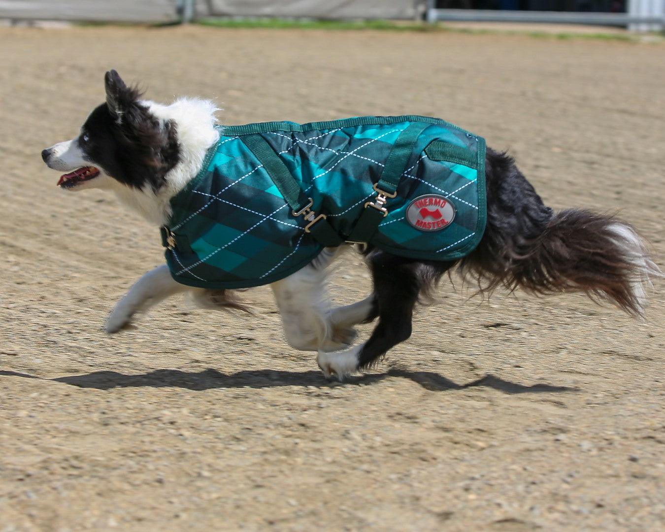 Thermo Master Supreme Dog Coat - Emerald Diamond - Image 3